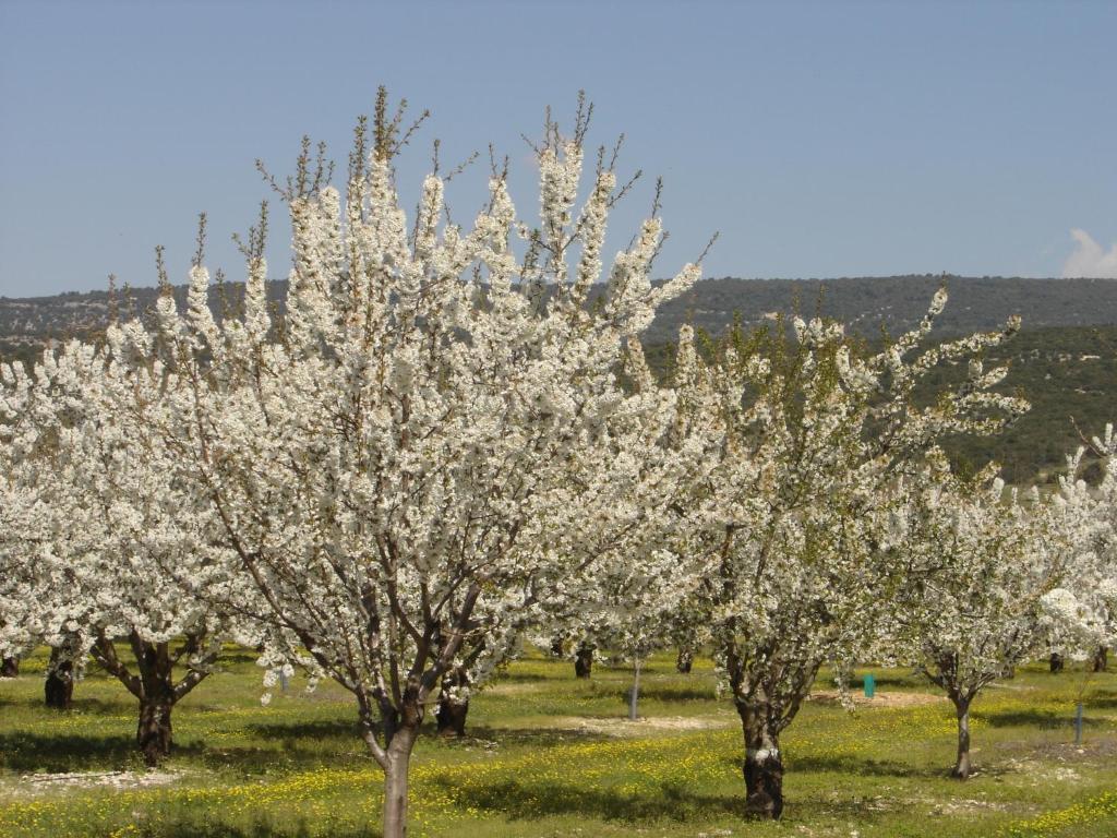 Residence Les Peupliers Loriol-du-Comtat Dış mekan fotoğraf