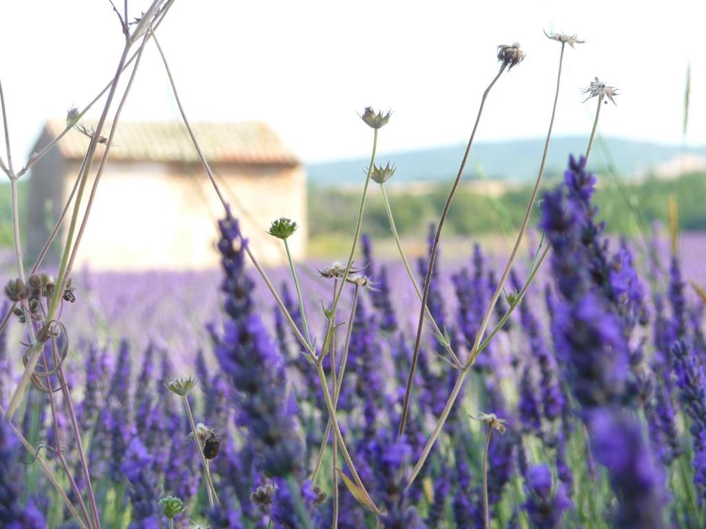 Residence Les Peupliers Loriol-du-Comtat Dış mekan fotoğraf